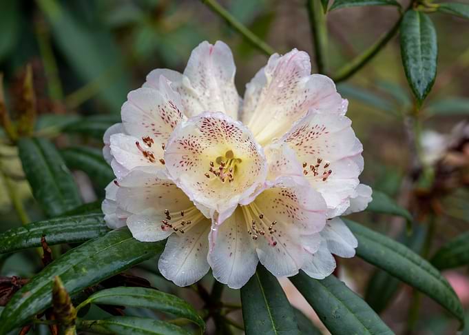 Rhododendron Flower