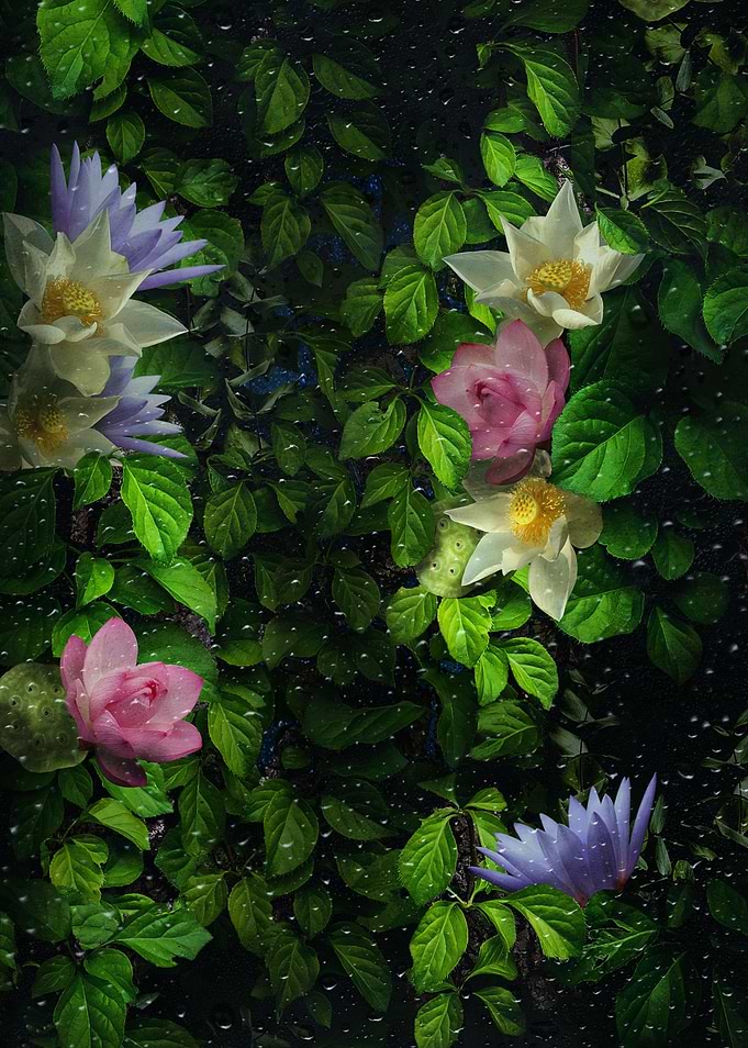 Galaxy Lotus behind Glass
