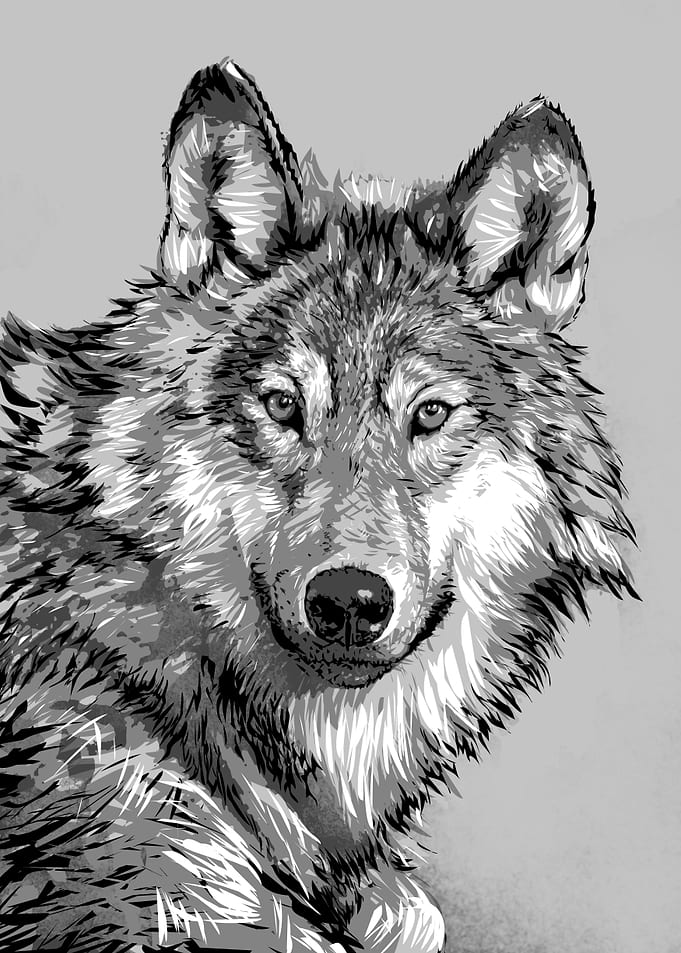 wolf
