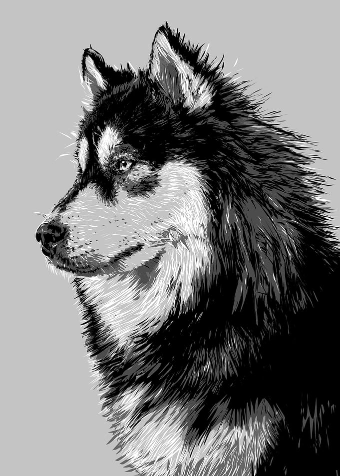 wolf