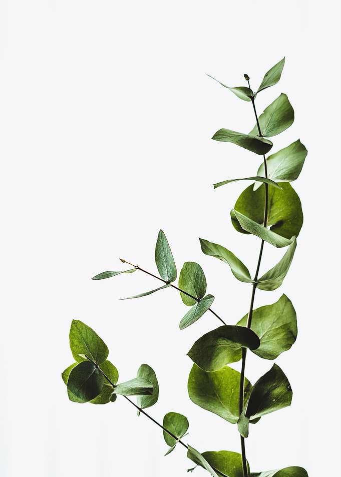 Green Plant