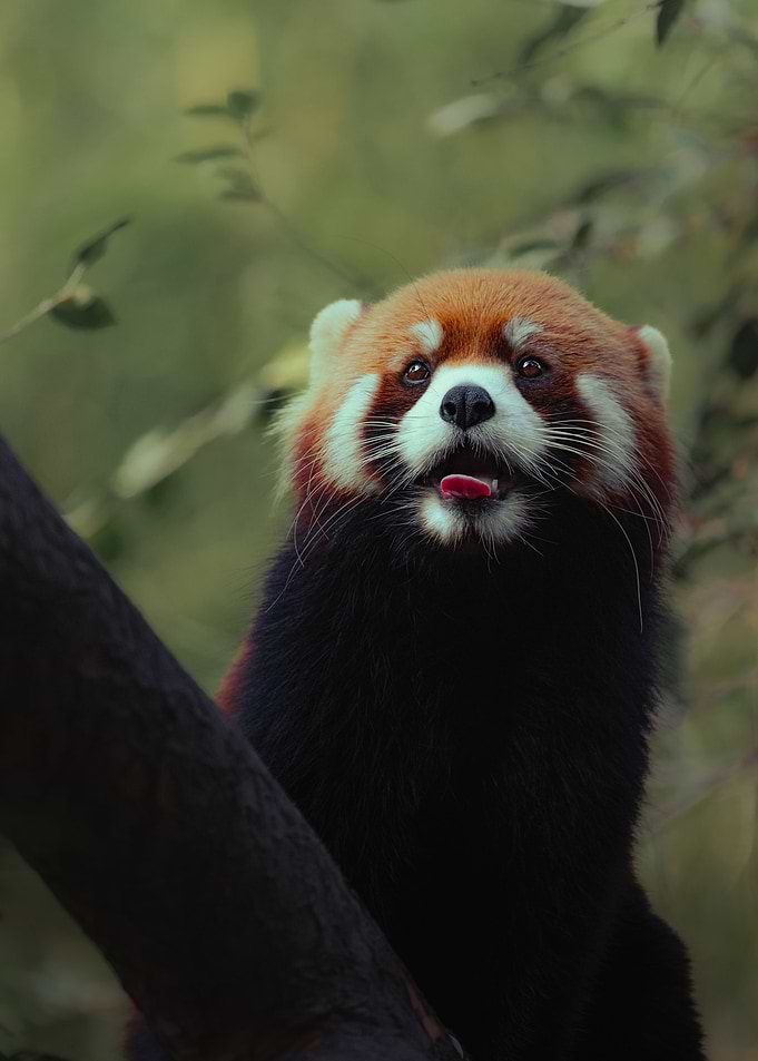Red Panda