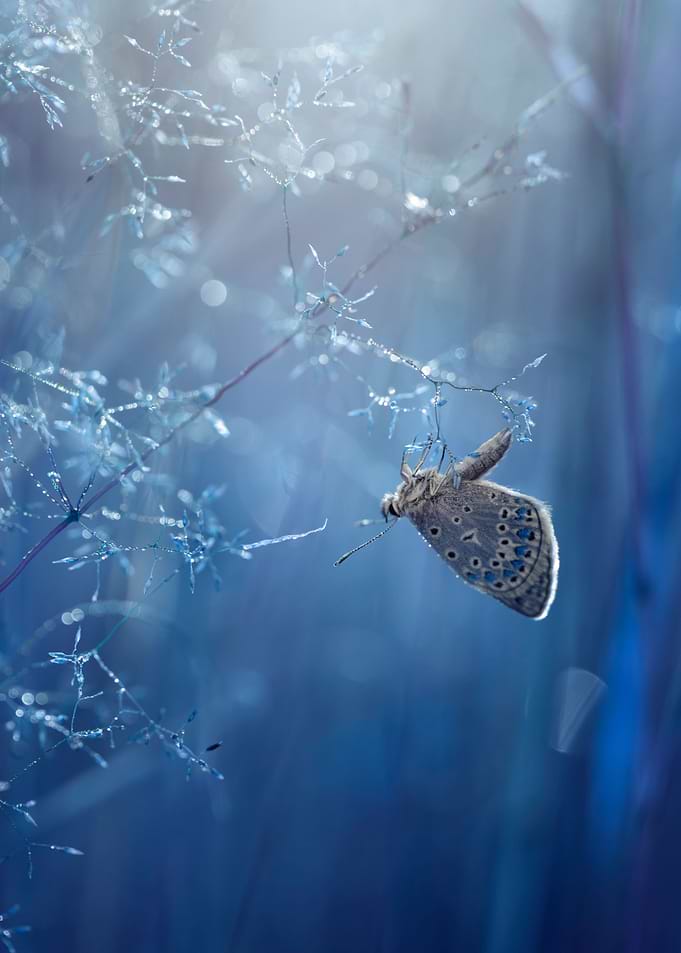Blue icarus butterfly, lea