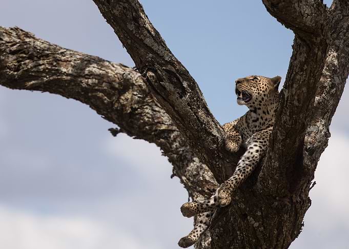 Jaguard