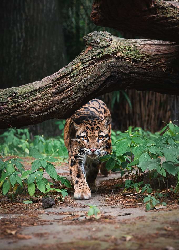 a Tiger