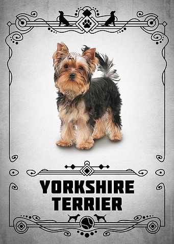Yorkshire Terrier