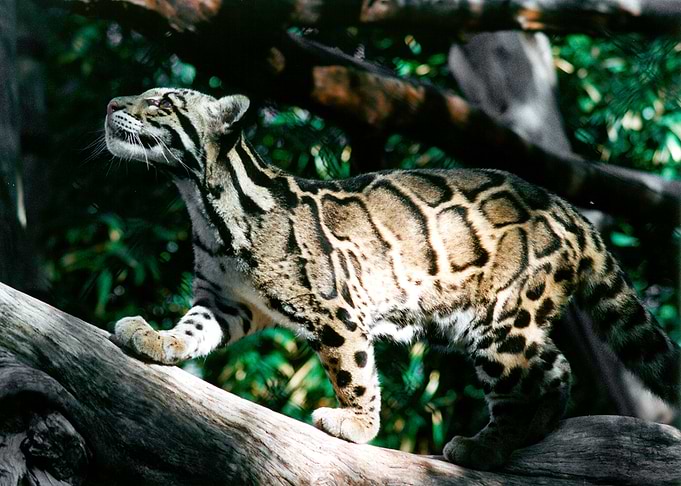 Leopard