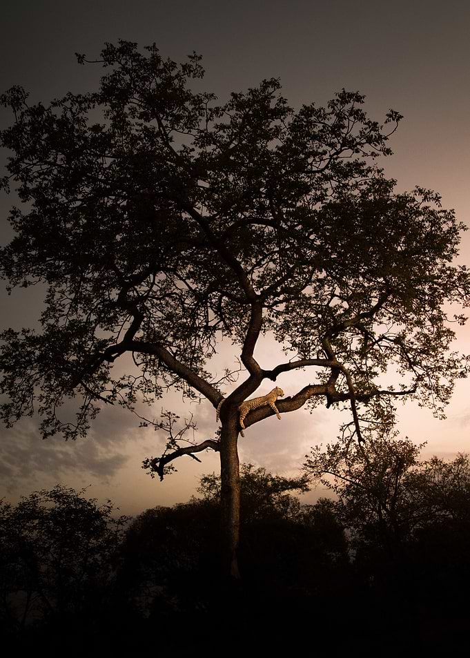 Leopard on a Tree
