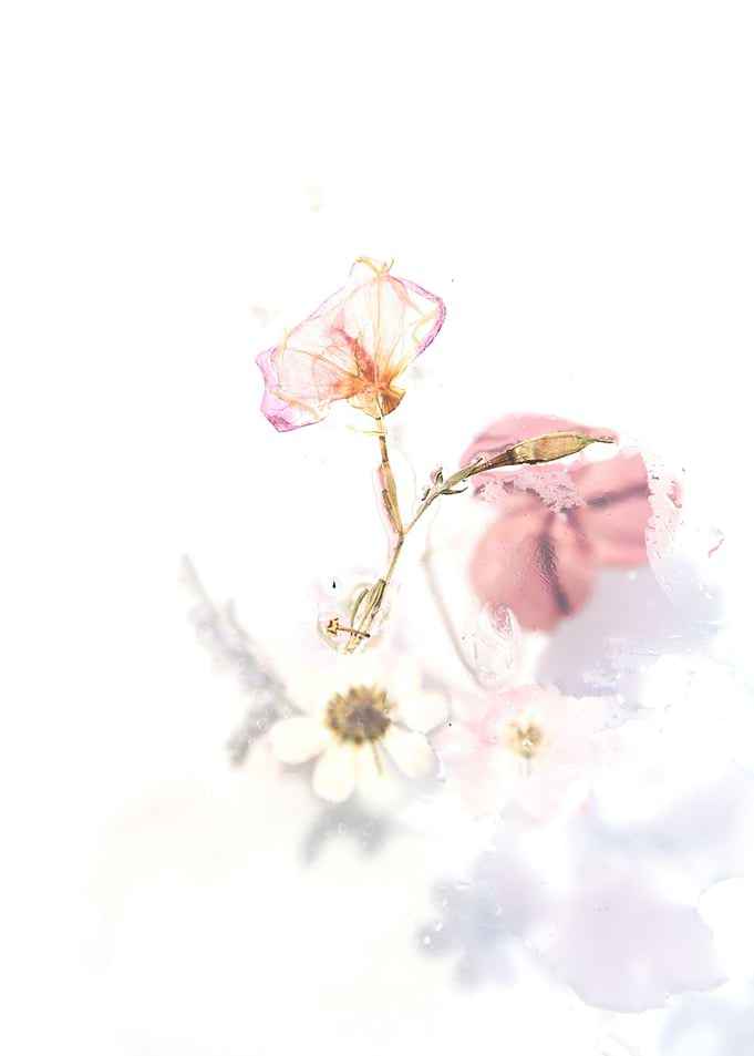 Pink Flower
