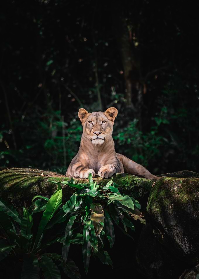 Lion