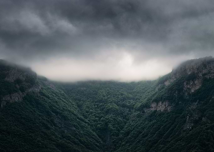 Forest with fog Iceland