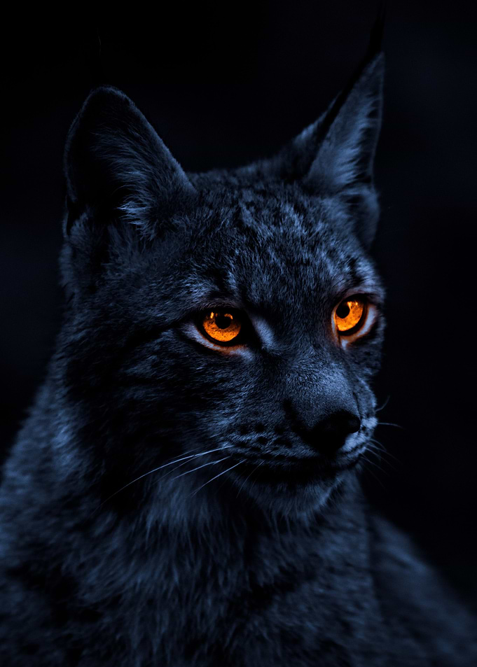Cat Portrait