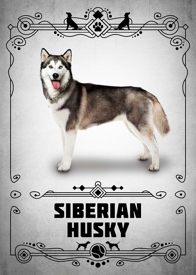 Siberian Husky