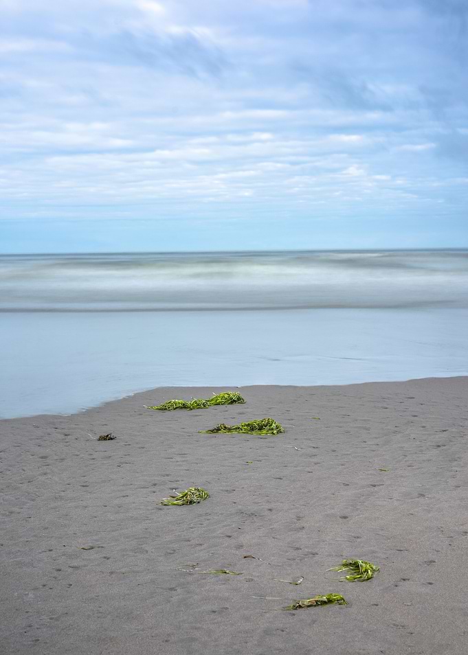 Seaweed Dreams