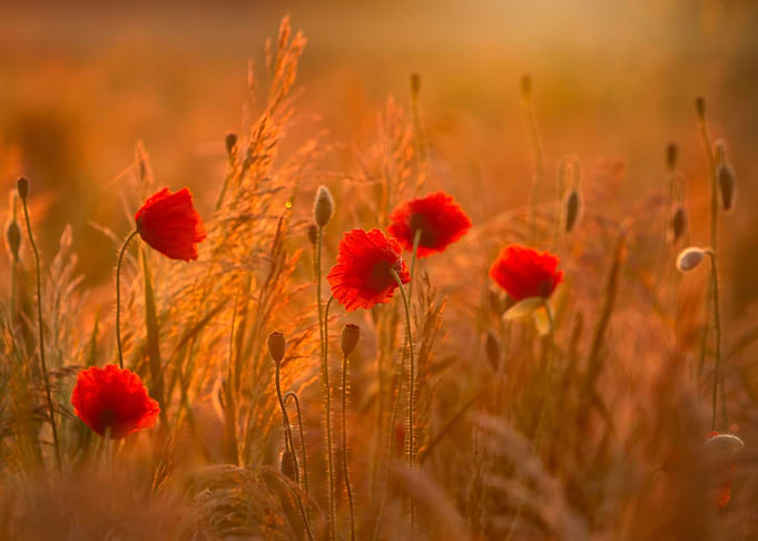 Meadow