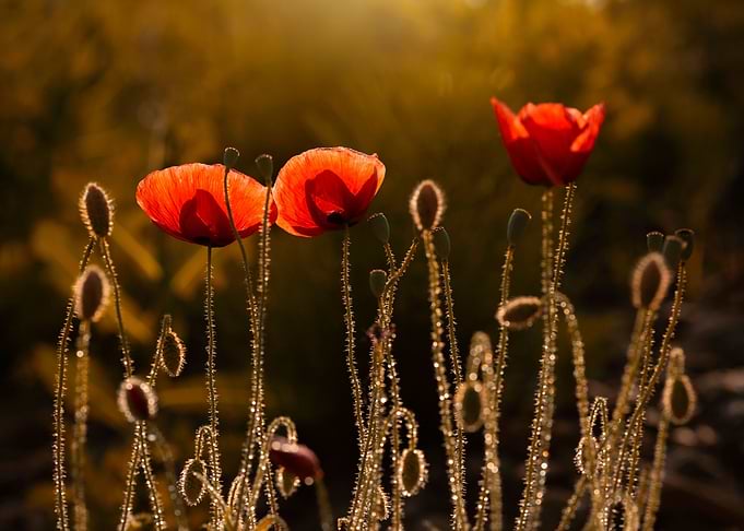 Poppy