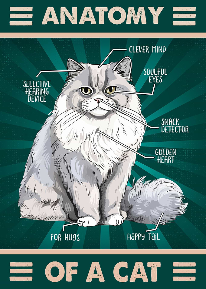 British longhair cat