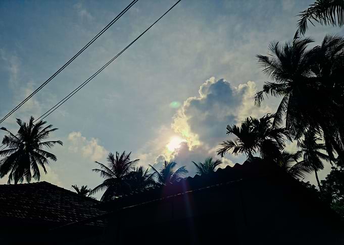 Silhouette of palm