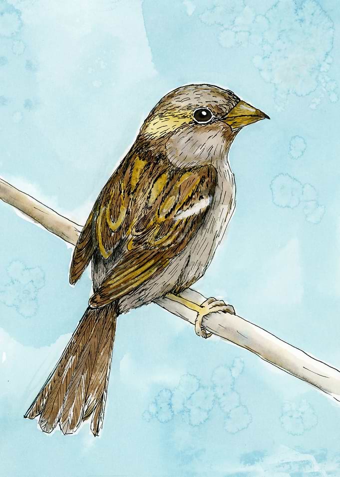 House sparrow