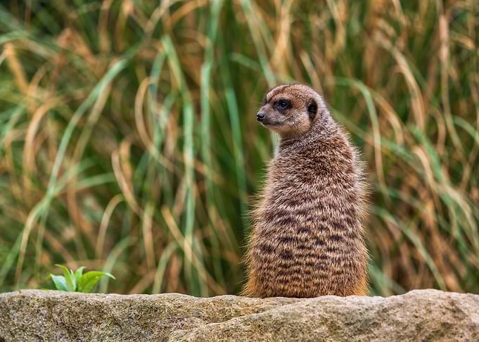 Meerkat On Guard