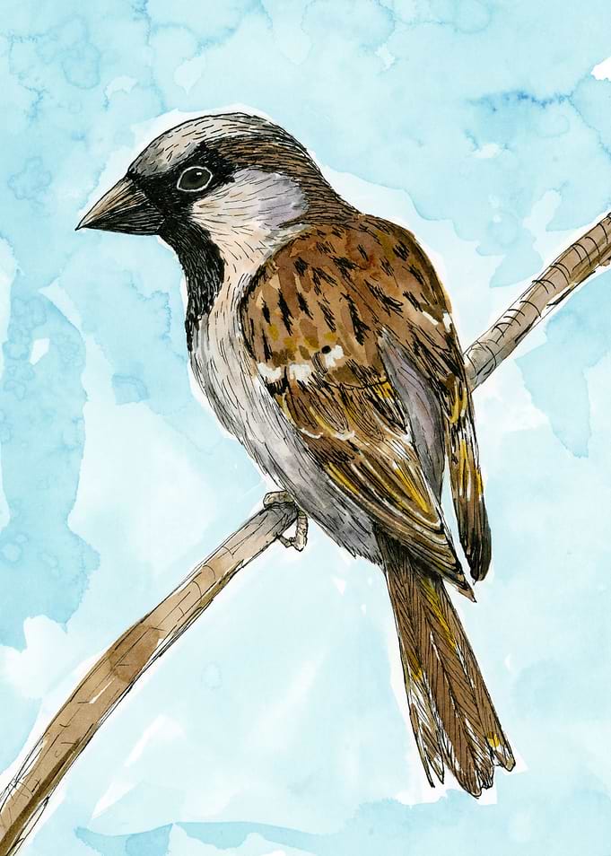 House sparrow