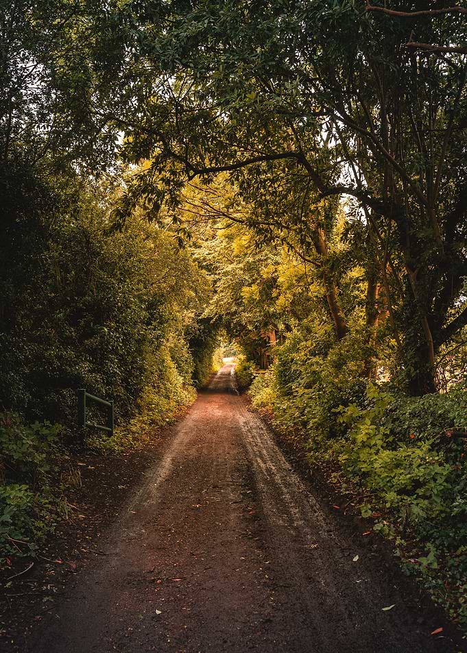 Golden Light Path