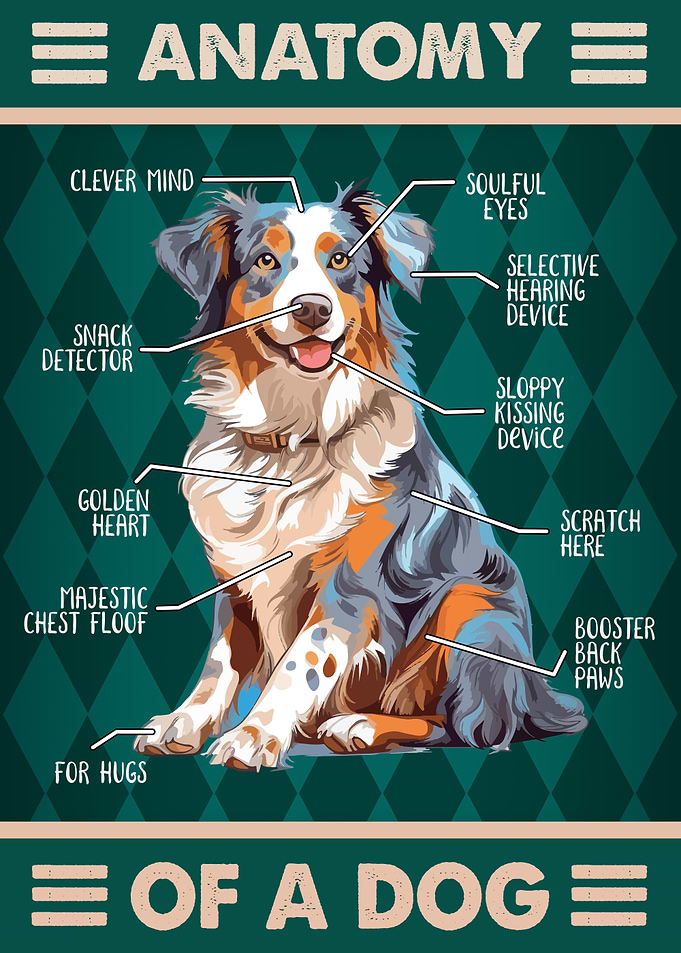 Australian Shepherd
