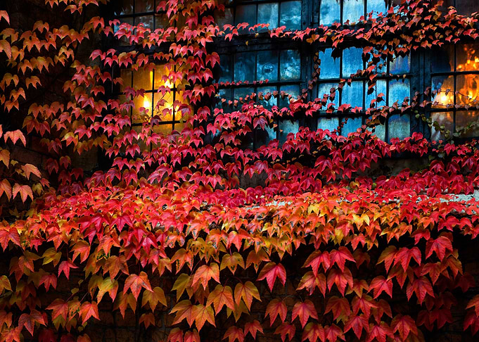 Autumn leaves on house
