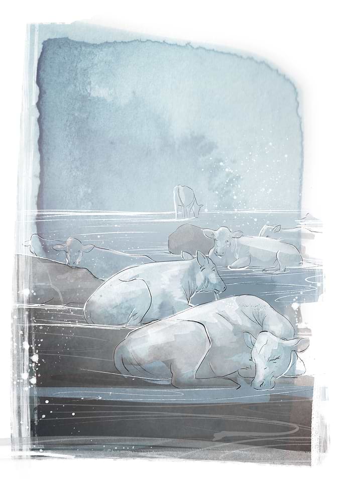 Mysterious sea cows