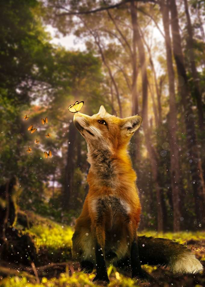 Curious Fox