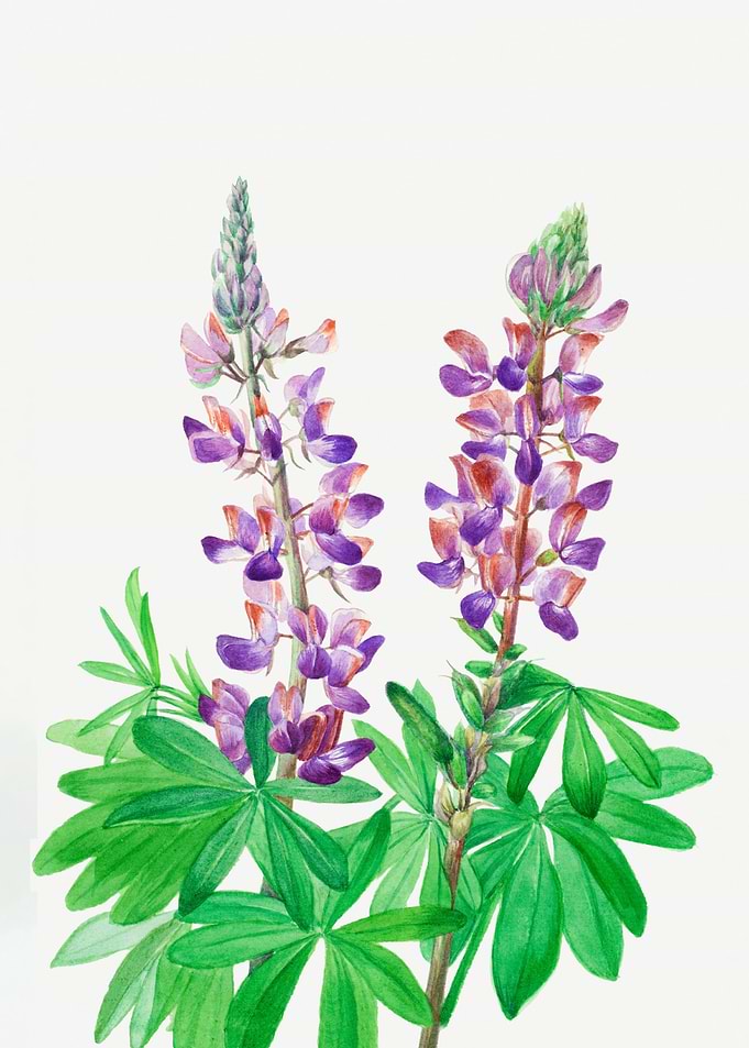 Lupine Lupinus fornosus