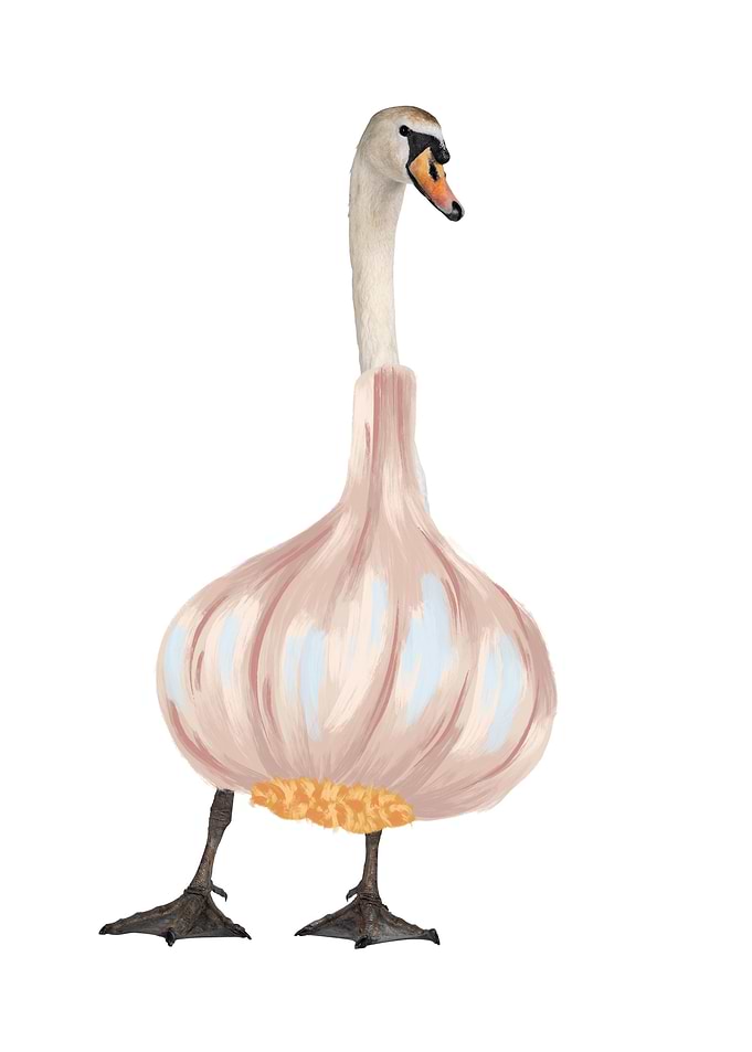 duck garlic vector