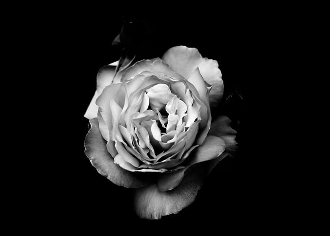 Petaled Flower
