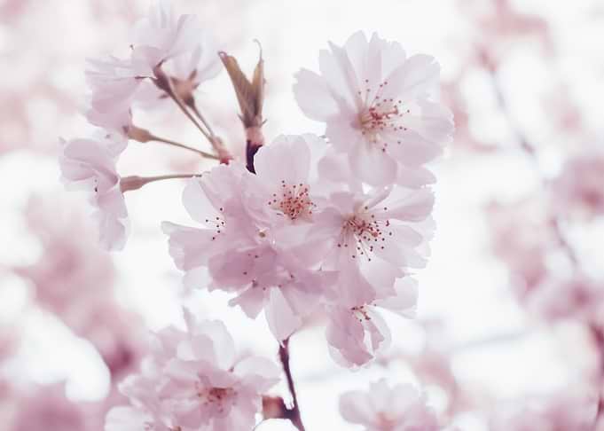 Cherry Blossoms Flowers