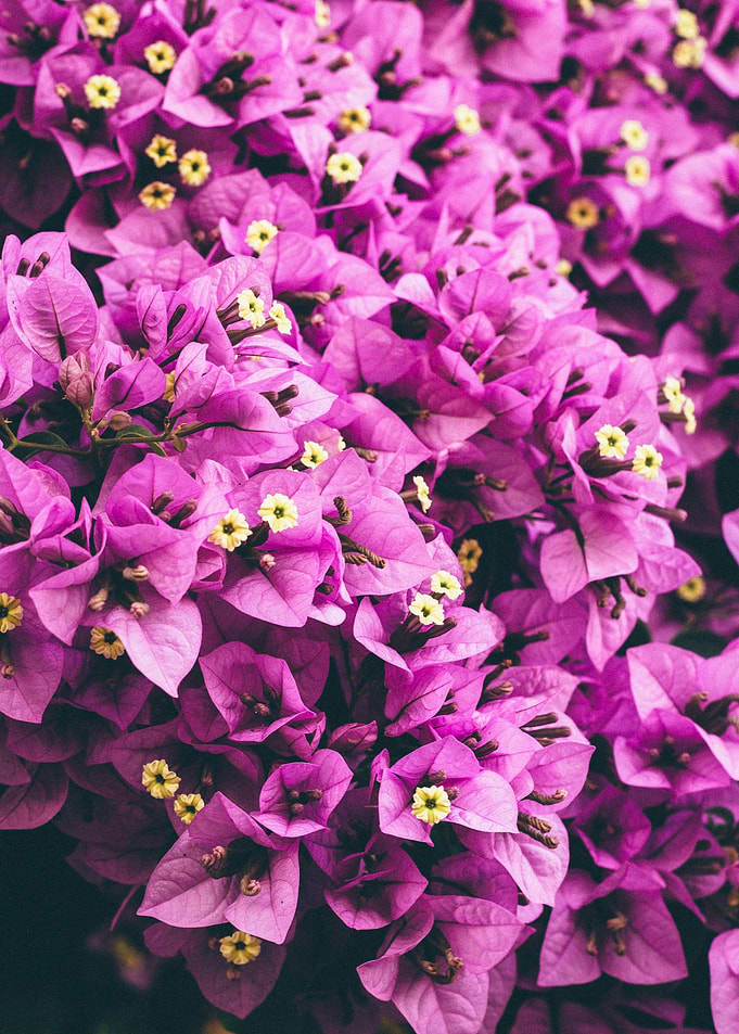 Pink Leafed Plants