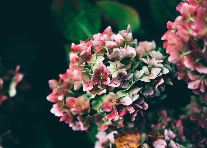 Pink Petaled Flower