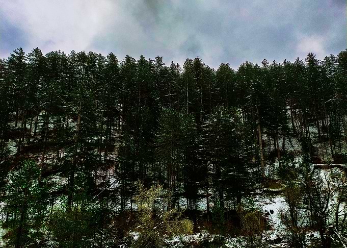 Beautiful Forest