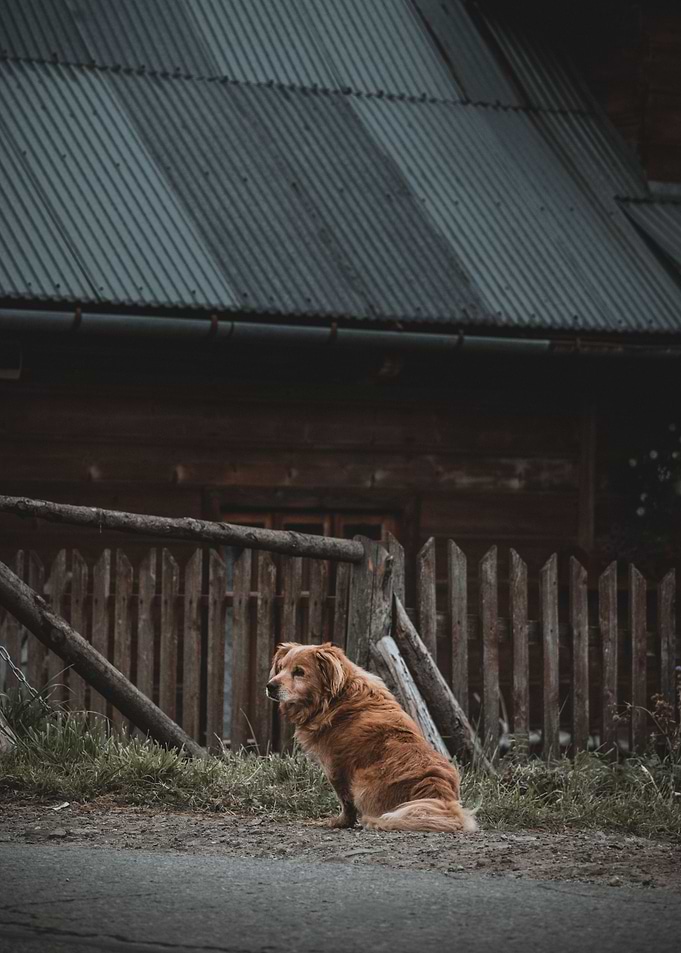 Brown dog