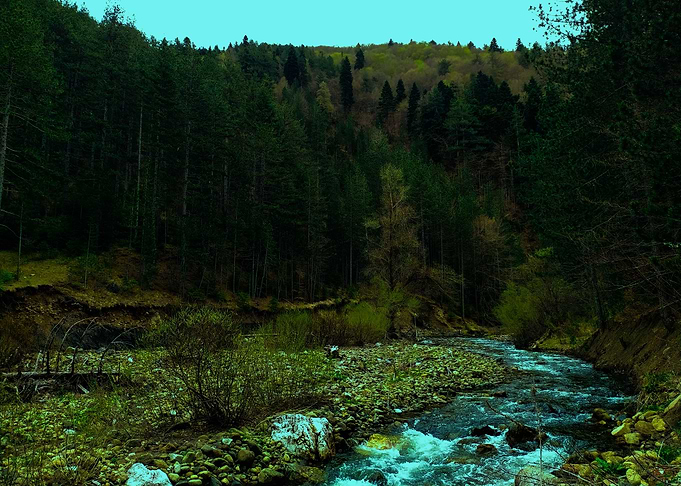 Beautiful Forest