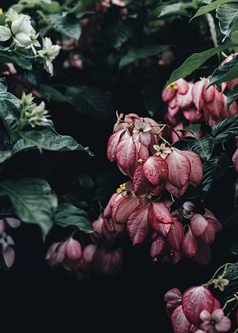 Pink Leaves