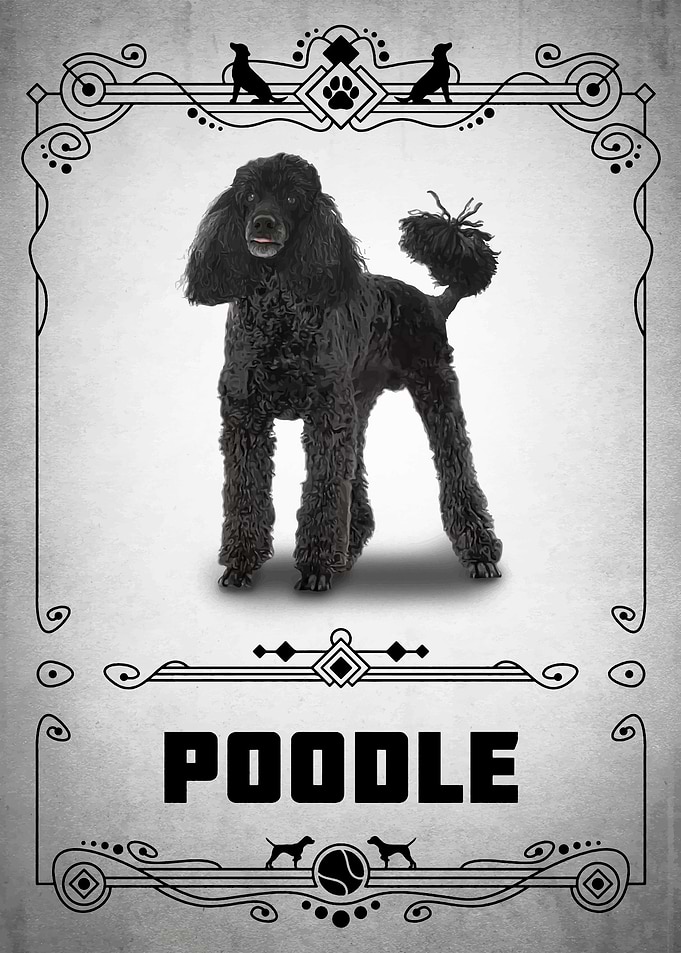 Poodle