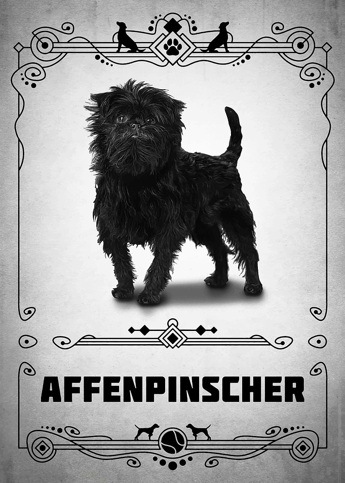 Affenpinscher