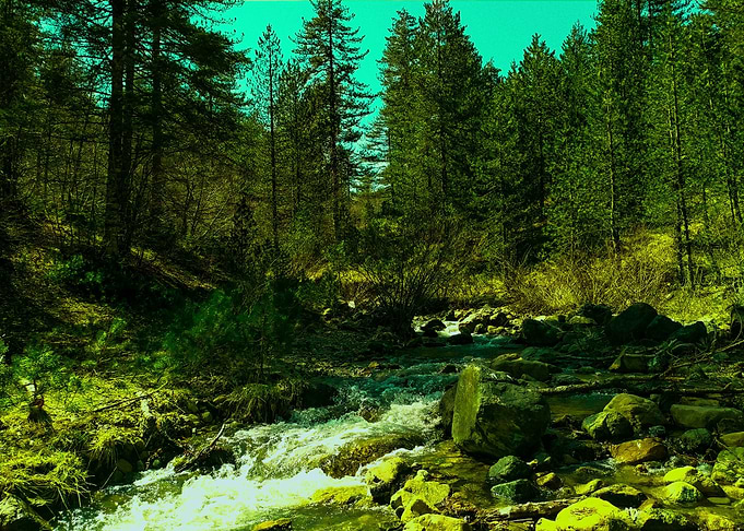 Beautiful Forest