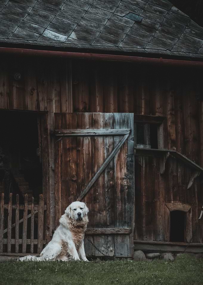 White mountain dog