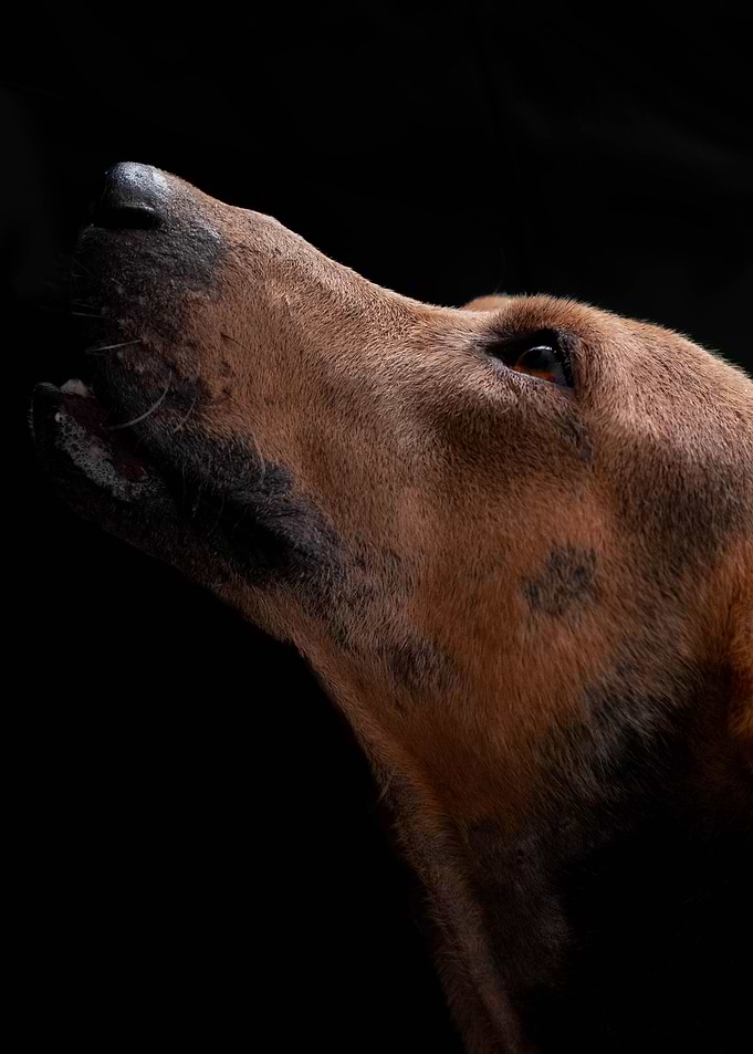 Hungry Dog