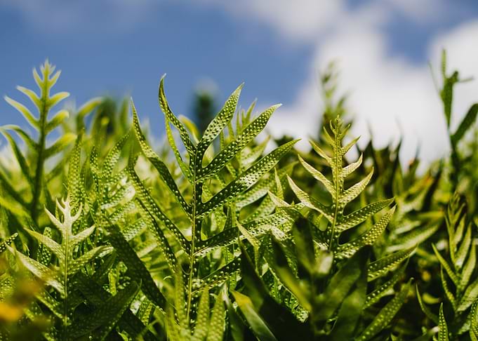 Green Leafed Plants