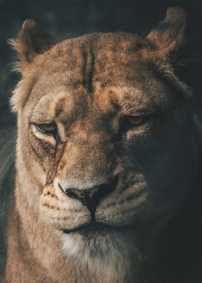A close up of a Lion