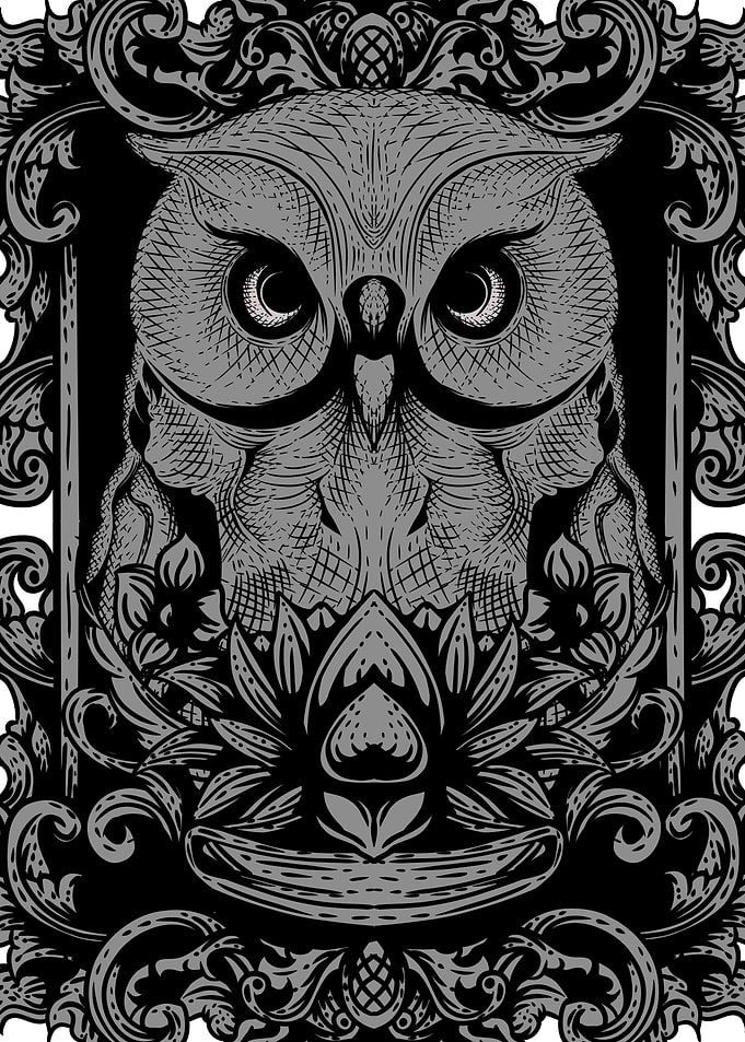 owl bird