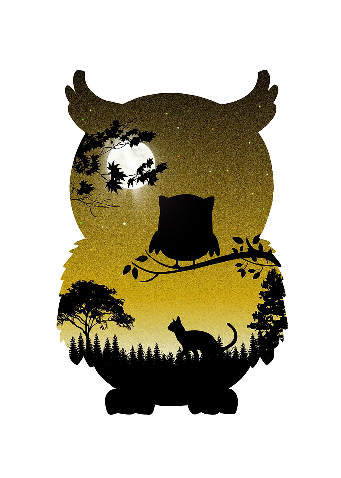 owl night