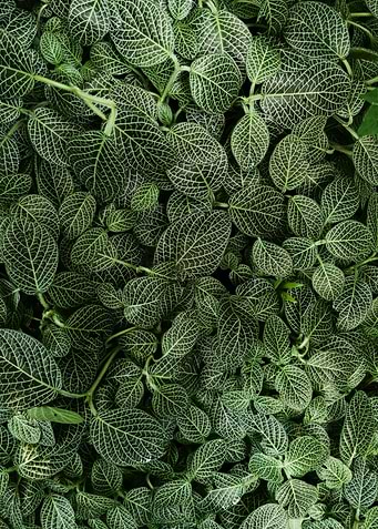 Green Leafed Plants